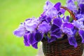 Blue iris flowers growing in basket, green background. Lot of irises or Iris germanica Royalty Free Stock Photo