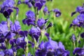 Blue iris flowers growing in garden, green background. Lot of irises Iris germanica Royalty Free Stock Photo