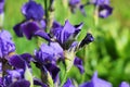 Blue iris flowers growing in garden, green background. Lot of irises Iris germanica Royalty Free Stock Photo