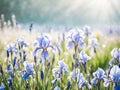 Blue iris flowers in a meadow in sprin