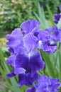 Blue iris flowers Royalty Free Stock Photo