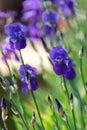 Blue iris flowers in spring garden focus on a blossoming bud Royalty Free Stock Photo