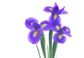 Blue iris flowers Royalty Free Stock Photo