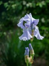 Blue Iris germanica or Bearded Iris on background of blurred green landscaped garden. Beautiful blue very large head of iris