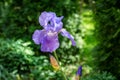 Blue Iris germanica or Bearded Iris on green background in landscaped garden. Blue White very large head of iris flower. Royalty Free Stock Photo