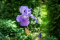 Blue Iris germanica or Bearded Iris on green background in landscaped garden. Blue White very large head of iris flower.