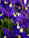 Blue iris of holland at garden Royalty Free Stock Photo