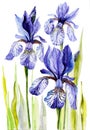 Hand painted watercolor. Blue iris, Iris bloom, unopened iris buds, gardening, spring blue flowers blooming, purple flowers. Royalty Free Stock Photo