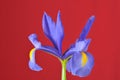 Blue iris, Iris xiphioides. Royalty Free Stock Photo