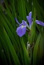 Blue Iris at Nature Center