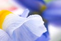 Blue Iris petals Royalty Free Stock Photo
