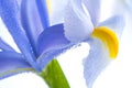 Blue Iris petals Royalty Free Stock Photo
