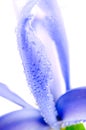 Blue Iris petals Royalty Free Stock Photo