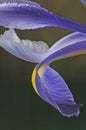 Blue iris petals two Royalty Free Stock Photo