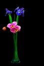 Blue iris and pink phalaenopsis orchid flowers in a tall crystal vase on black background Royalty Free Stock Photo