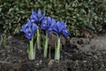 Blue Iris reticulata flowers in a garden Royalty Free Stock Photo
