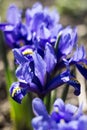 Blue iris reticulata iridodictyum reticulatum - bulbous plants. Early spring flower, floral background. Macro, Backlight Royalty Free Stock Photo