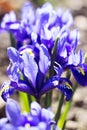 Blue iris reticulata iridodictyum reticulatum - bulbous plants. Early spring flower, floral background. Macro., Backlight Royalty Free Stock Photo