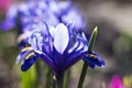 Blue iris reticulata iridodictyum reticulatum - bulbous plants. Early spring flower, floral background. Macro, Backlight Royalty Free Stock Photo