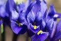 Blue iris reticulata iridodictyum reticulatum - bulbous plants. Early spring flower, floral background. Macro