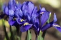 Blue iris reticulata iridodictyum reticulatum - bulbous plants. Early spring flower, floral background. Macro Royalty Free Stock Photo