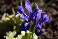 Blue iris reticulata iridodictyum reticulatum - bulbous plants. Early spring flower, floral background. Macro Royalty Free Stock Photo