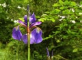 Blue iris sanguinea Royalty Free Stock Photo