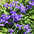 Blue iris spring flowers