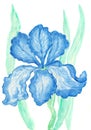 Blue iris, watercolours painting