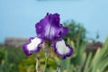 Blue iris with white lower petals on a blue background