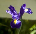 Blue iris wiyh drops at garden