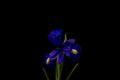 Blue iris with yellow parts of bloom and black background Royalty Free Stock Photo