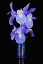 Blue Irises Royalty Free Stock Photo