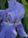 Blue irises on a background of green grass, a summer butterfly. Close-up of a light blue iris flower Royalty Free Stock Photo