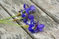 blue irises flowers Royalty Free Stock Photo