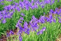 Blue irises in a garden Royalty Free Stock Photo