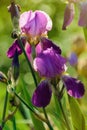 Blue Irises