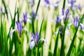 Blue irises on a light background Spring blooming Royalty Free Stock Photo