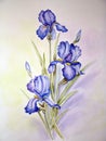 Blue irises painting