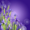 Blue irises, violet background