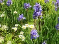 Blue irises and white daisies in the clearing. Royalty Free Stock Photo