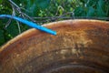 blue irrigation hose and an old rainwater barrel. Royalty Free Stock Photo