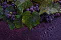 Autumn harvest of grapes Royalty Free Stock Photo