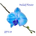 Blue isolated orchid flower