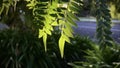 Blue Jacaranda, Leaves with backlit in the morning.