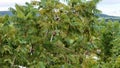 Blue Jacaranda Tree Fruits Royalty Free Stock Photo