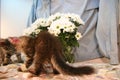 Blue jacket and mirror, flowers and kitten.
