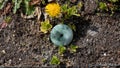 Blue jade stone with circular shape on the ground with a dandelion