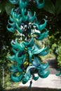 Blue Jade Vine Royalty Free Stock Photo