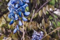 Blue Japanese Wisteria flowers in macro photography.